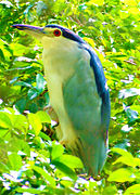 Black-Crowned Night Heron