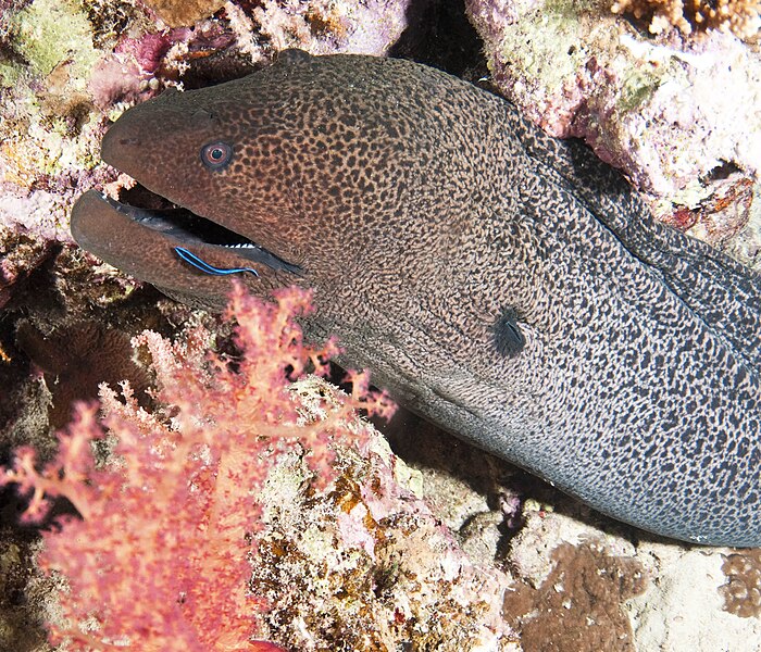 File:Moray6.jpg