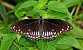 * Nomination: Open wing position Nectaring of Papilio clytia Linnaeus, 1758 - Common Mime( Form- clytia) --Sandipoutsider 15:49, 27 October 2024 (UTC) * * Review needed