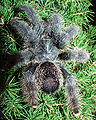 Avicularia metallica (immature)