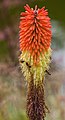 * Nomination Bees (Lasioglossum calceatum) in a Kniphofia caulescens, Munich Botanical Garden, Germany --Poco a poco 15:20, 25 December 2013 (UTC) * Promotion  Support Good quality--Lmbuga 23:21, 25 December 2013 (UTC)