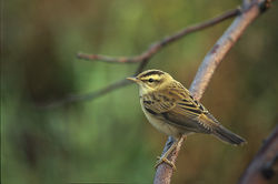 Phragmite des jions (Acrocephalus schoenobaenus)