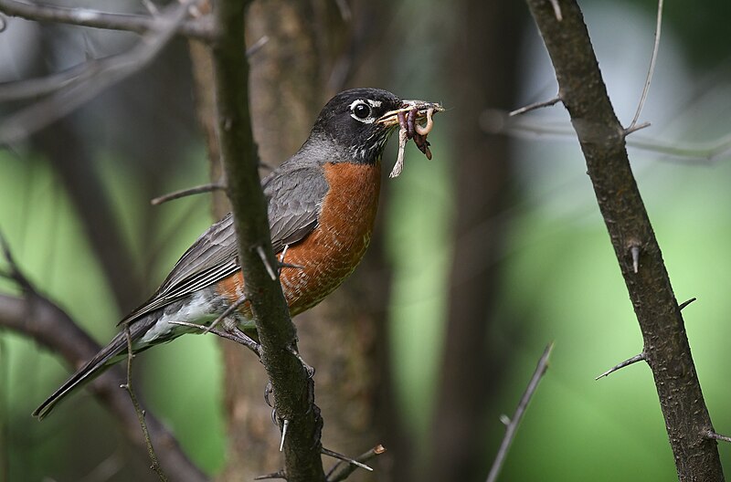 File:American Robin - 51205679999.jpg