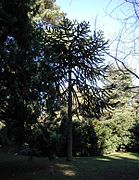 Araucaria-araucana-habit.JPG