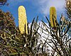 bright yellow flower spikes