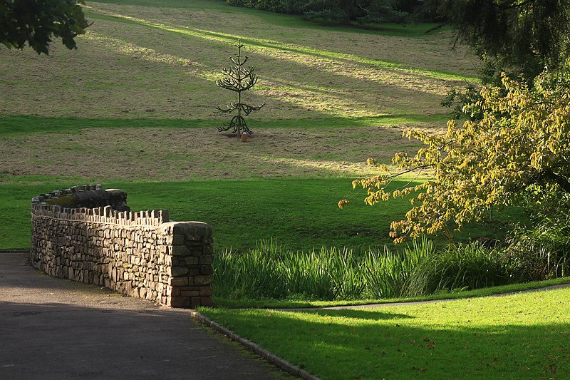 File:Beechwood Park Shadows.jpg