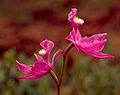 Non-resupinate flowers of Calopogon tuberosus