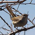 male in Japan