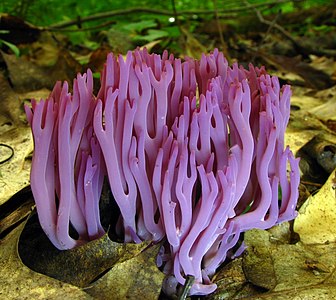 Clavaria zollingeri (Violet Coral)