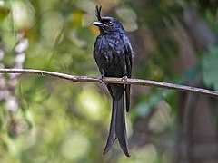 Drongo malgache.