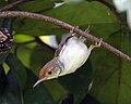 Jike la dark-necked tailorbird