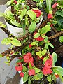 Euphorbia milii, crown of thorns