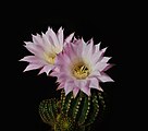 Квіти кактуса Echinopsis oxygona