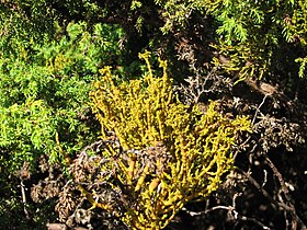 A. azoricum em flor (Serreta, Outubro de 2008).