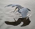 Tricolored Heron, fishing, Green Cay Wetlands, Boynton Beach, FL