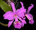 Cattleya labiata õis