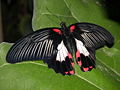 Papilio deiphobus