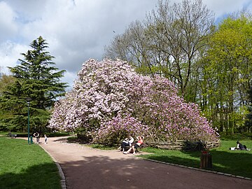 Magnolia de Soulange