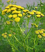 Tanacetum vulgare