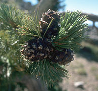 Foliage and mature cones, Umatilla National Forest, NE Oregon