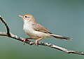 Rufous-fronted prinia