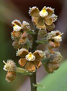 Prosthechea guttata