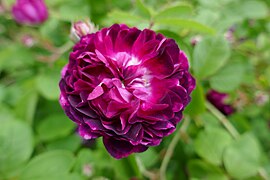 Rosa 'Rote Krimrose', unknown