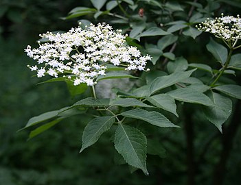 A bodzanyesedék (Sambucus nigra) távol tartja a halomtól az egereket, a pockokat és a vakondokat.