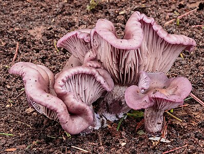 Lepista nuda (Wood Blewit)