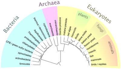 Simplified universal phylogenetic tree