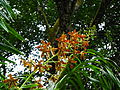 Grammatophyllum speciosum