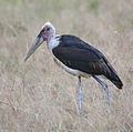 Marabou Stork