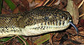 Image 21 Forked tongue Photo credit: LiquidGhoul The head of a Coastal Carpet Python, the largest subspecies of Morelia spilota, a non-venomous Australian python, showing its forked tongue, a feature common to many reptiles, who smell using the tip of their tongue. Having a forked tongue allows them to tell which direction a smell is coming from. More selected pictures