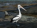 Australian Pelican