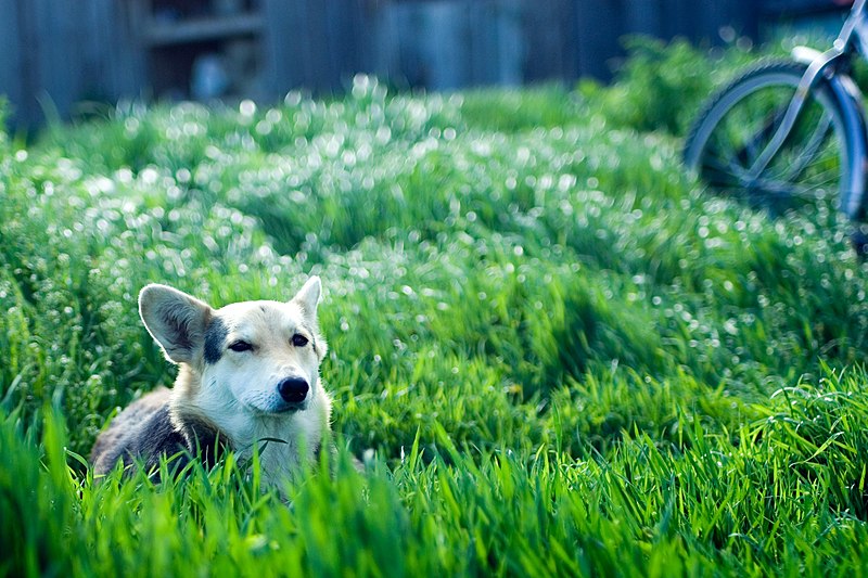 File:A dog in Ubezhenskaya, Russia.jpg