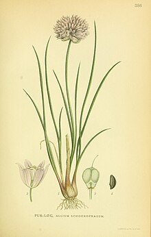 Billeder af nordens flora (Plate 386) (8147611437).jpg