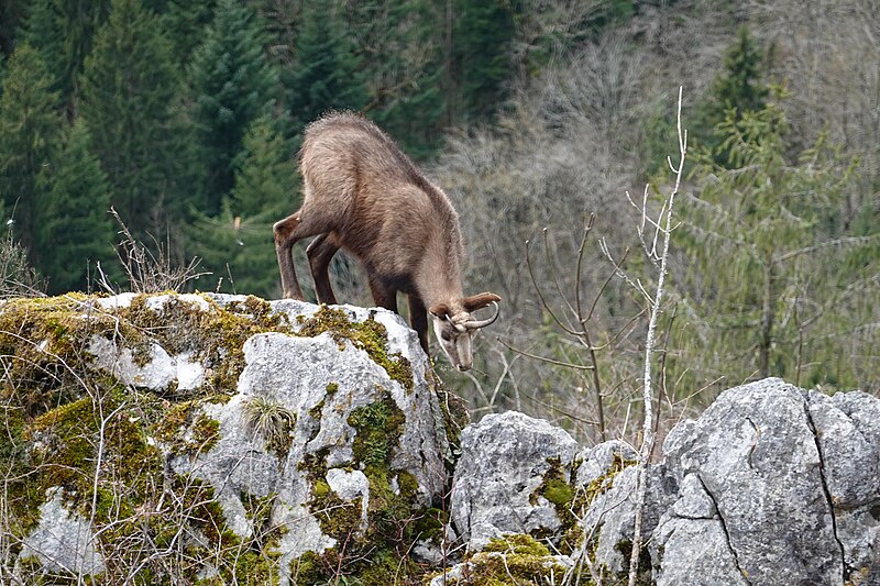 File:Chamois @ Thônes (50321318741).jpg