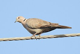 Eurasian Collared Dove Streptopelia decaocto by Dr. Raju Kasambe DSCN2357 (3).jpg