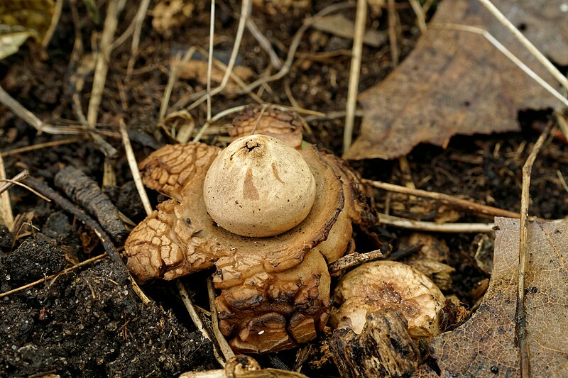 File:Geastrum triplex (36450475145).jpg