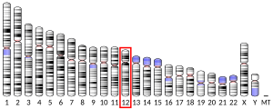 12號染色體