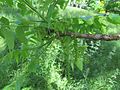 Jeunes feuilles de Juglans Nigra.