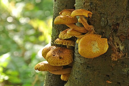 Pholiota sp. (colony of unidentified Pholiota)