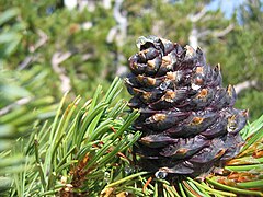 Foliage and mature cone, Crater Lake National Park