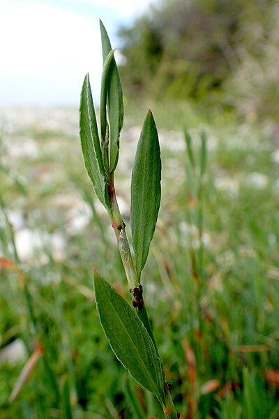 File:Polygonum equisetiforme kz2.jpg