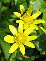 Radiaal symmetrische bloem, talrijke kroonbladen (gewoon speenkruid)