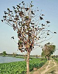 တၞံဆုကၠ (Common) Teak (Indian Oak, Saigun in Hindi, Saka in Sanskrit, Sag-साग in Marathi, Shegun in Bengali, tega in Kannada and Saga in Gujarati) -- Tectona grandis