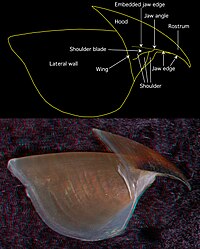 Side view of the upper beak from the same specimen (2.7 mm URL)[1]