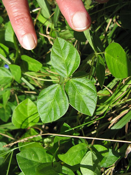 File:Vigna parkeri leaf4.jpg