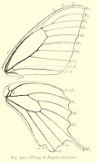 Wings of Papilio polyxenes (venation).jpg