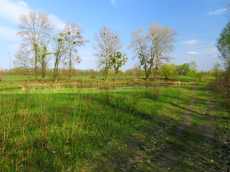 File:Muromets island lake2.JPG